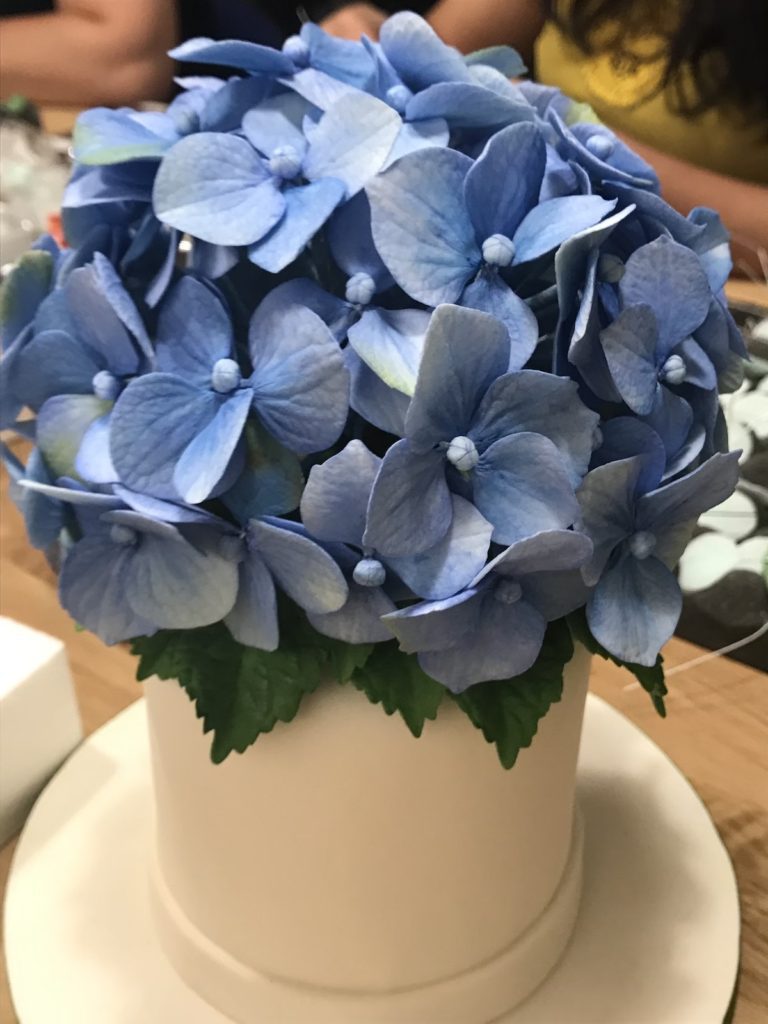 Sugar hydrangea
