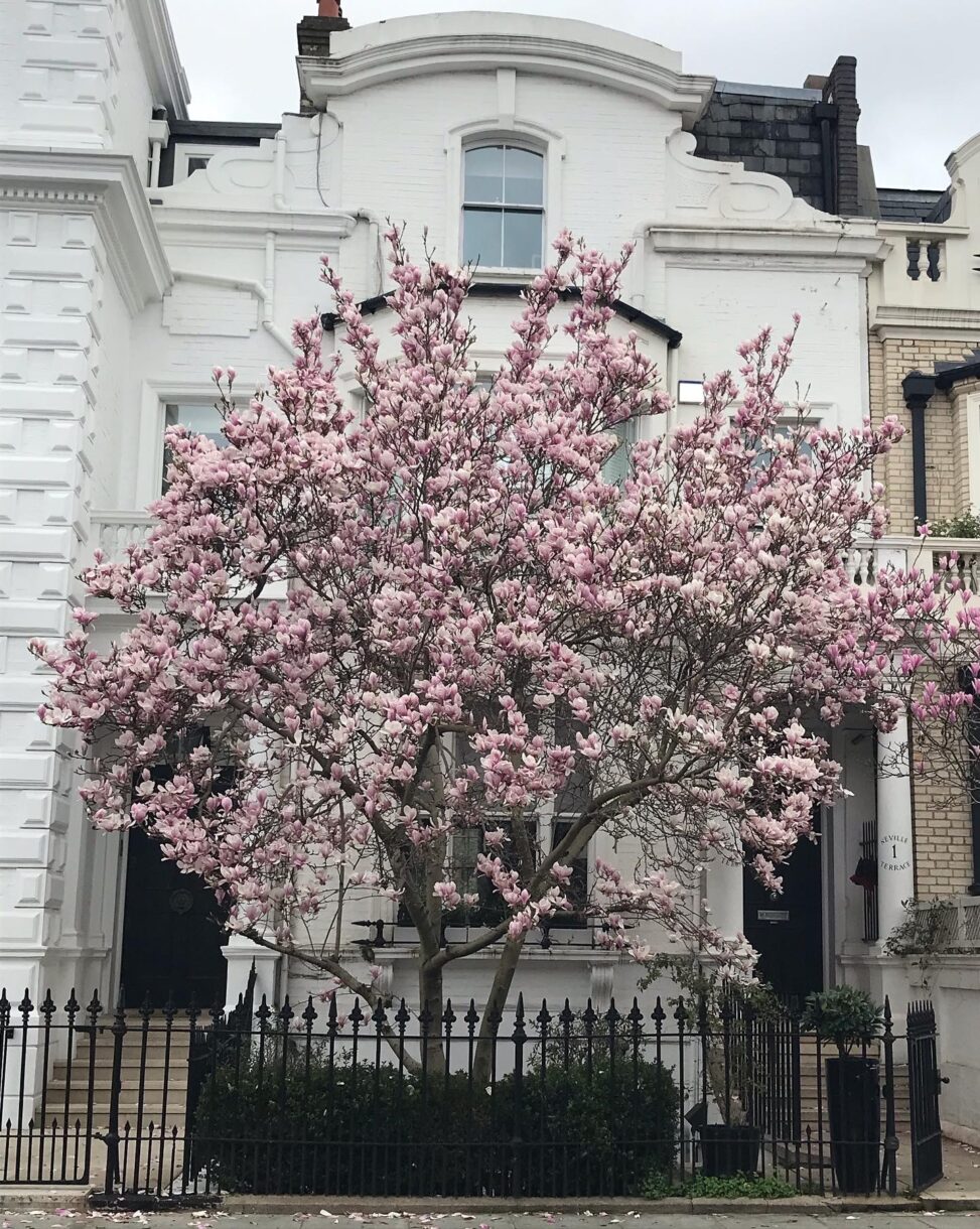 A tree with bright pink blossoms in front of a house in London