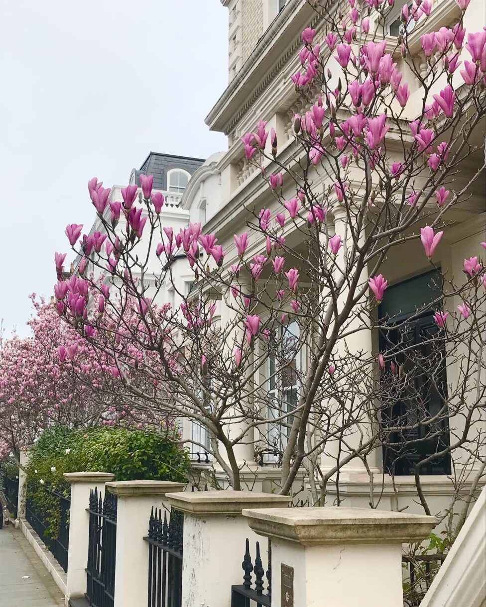 Trees with pink blossoms along a street in Southwest London
