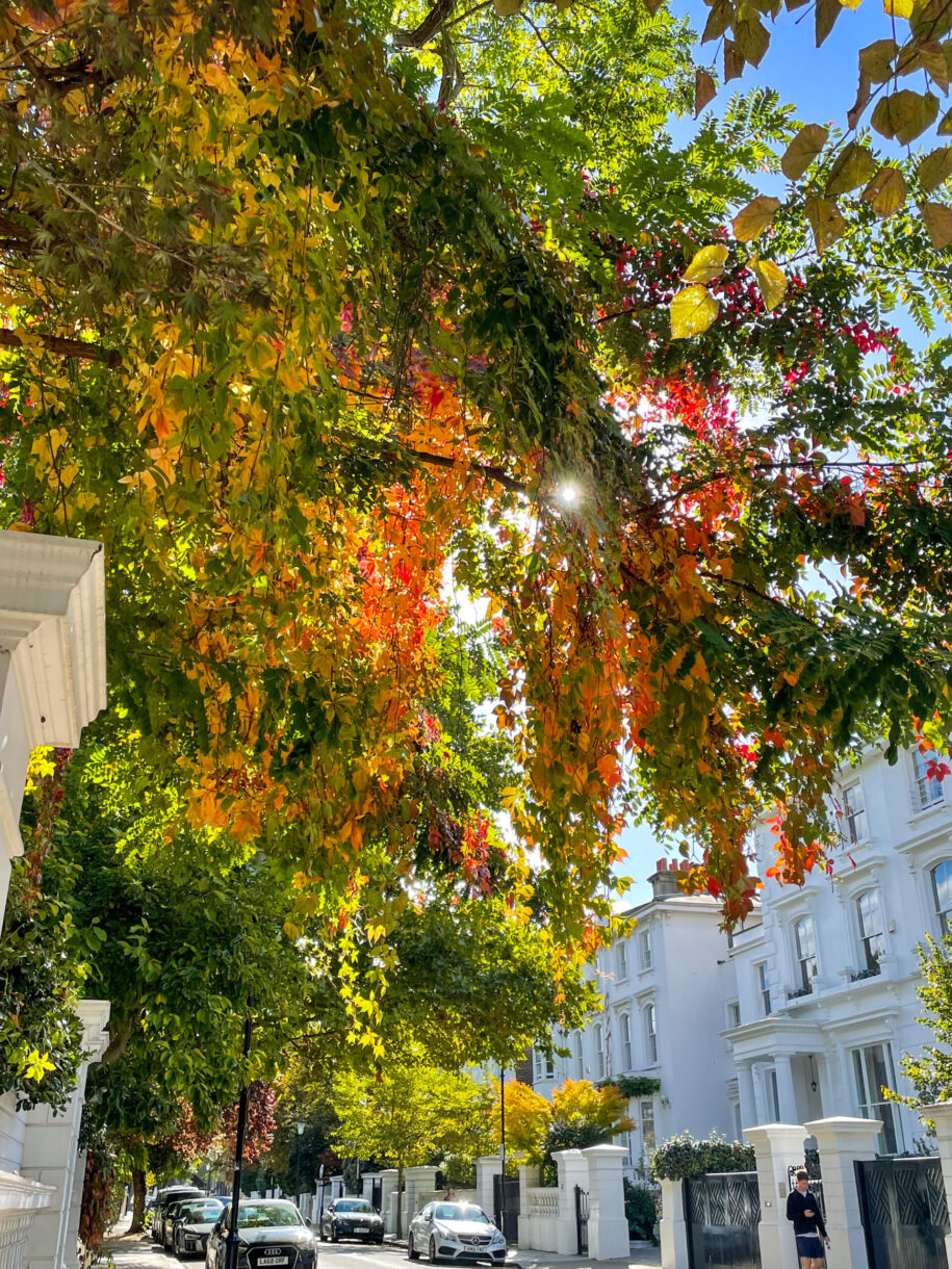Autumn leaves in SW London