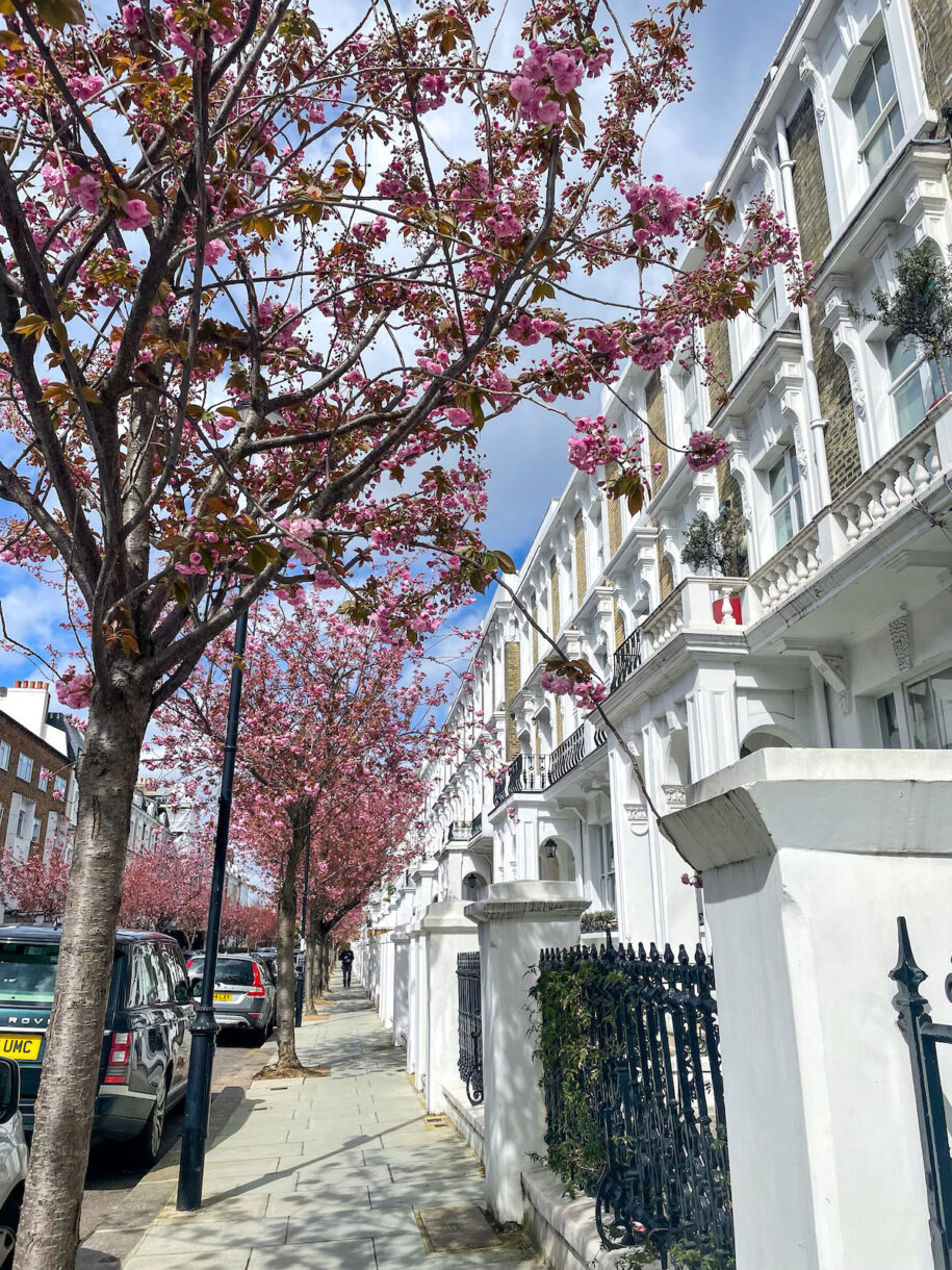 Pink cherry blossoms lining a London street
