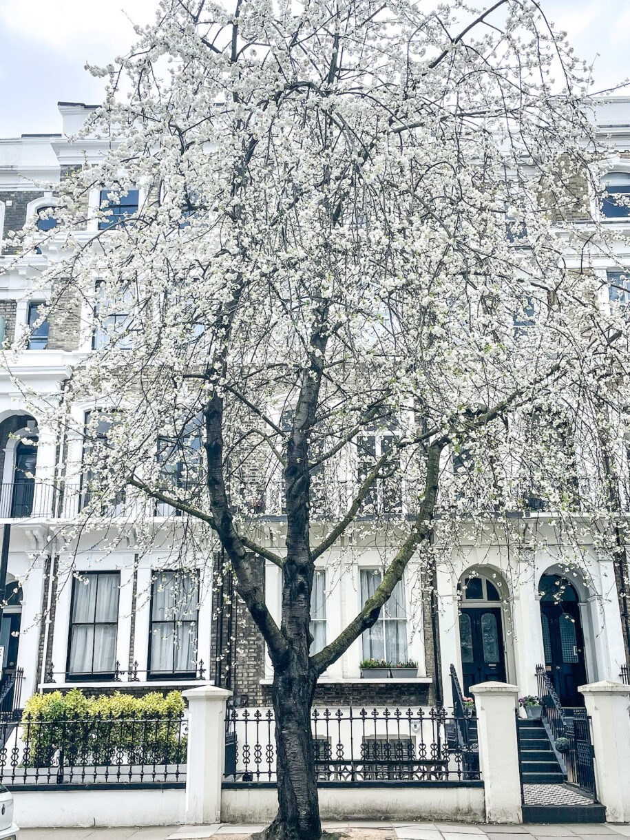 A tree with white blossoms on a street in Earl's Court, London