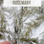 Sugared Rosemary
