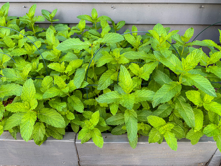 fresh mint growing in an herb garden